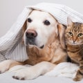 How to Get Rid of Dog and Cat Pet Dander in the House Through Duct Repair