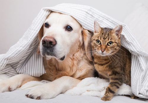 How to Get Rid of Dog and Cat Pet Dander in the House Through Duct Repair